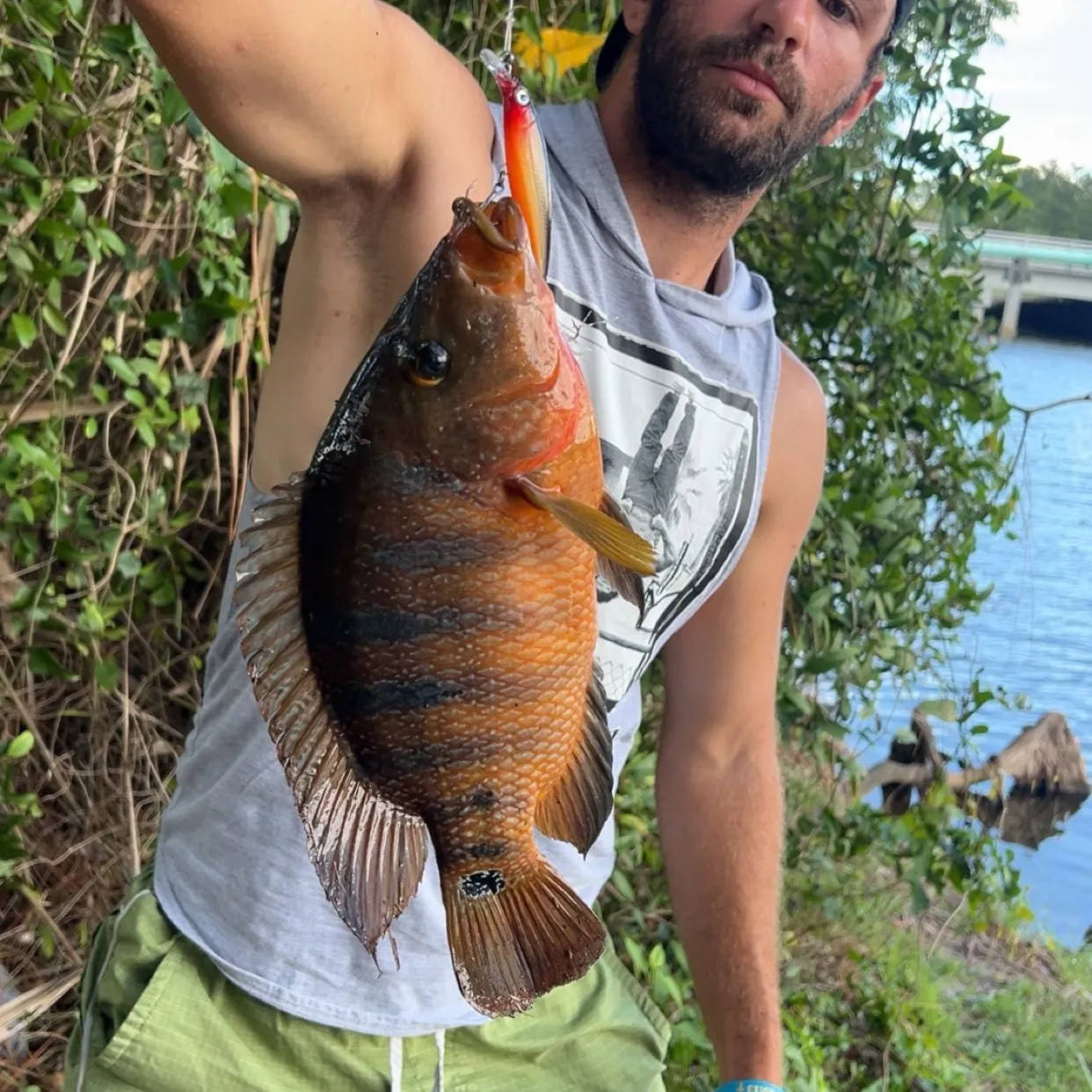 Mayan cichlid caught on Fishbrain