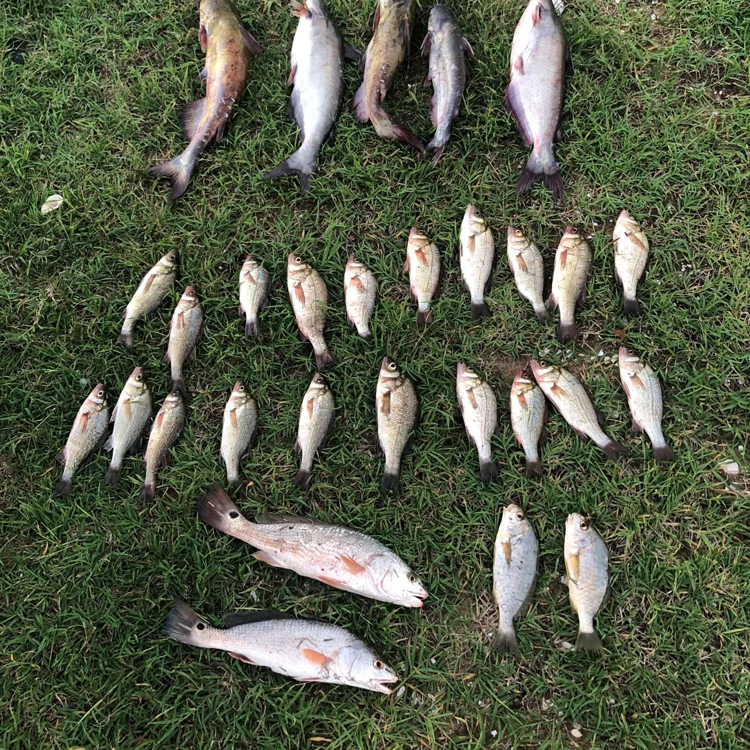 recently logged catches