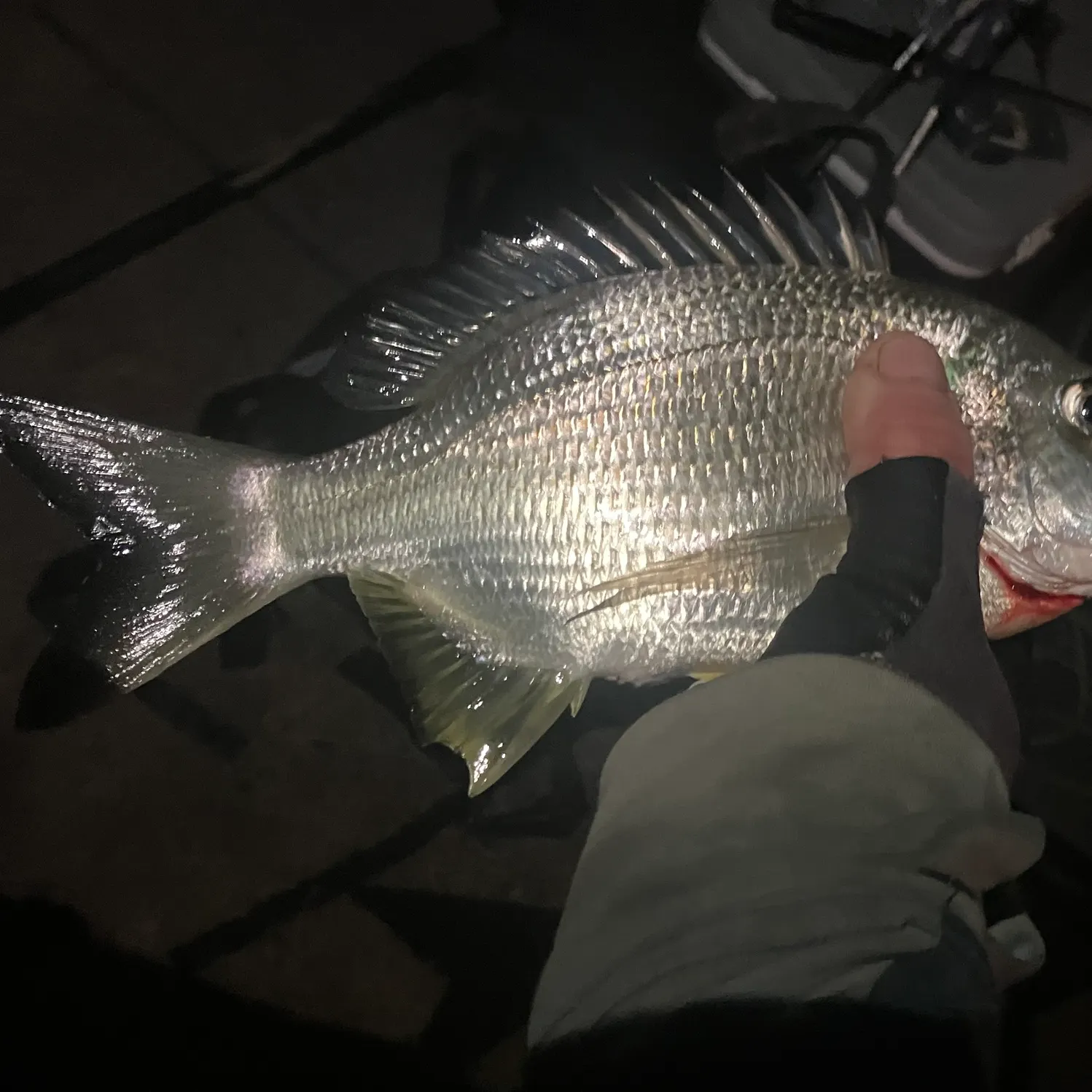 The most recent Surf bream catches on Fishbrain