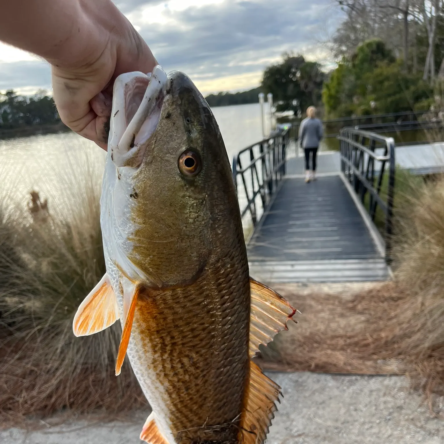 The most recent Red drum catches on Fishbrain