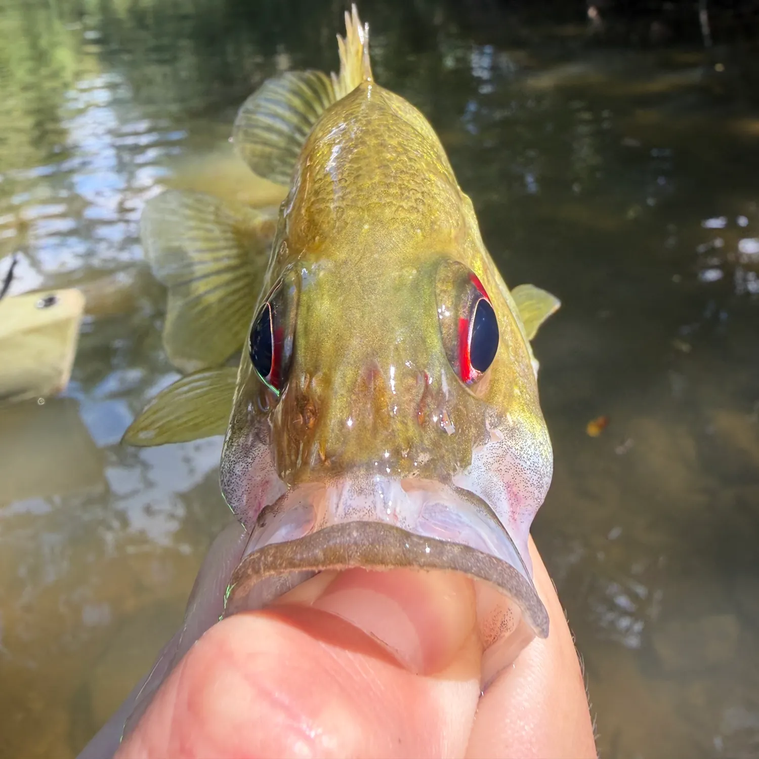 Rock bass caught on Fishbrain