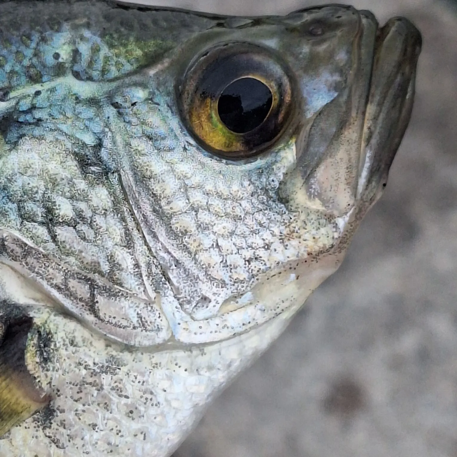 Black crappie caught on Fishbrain