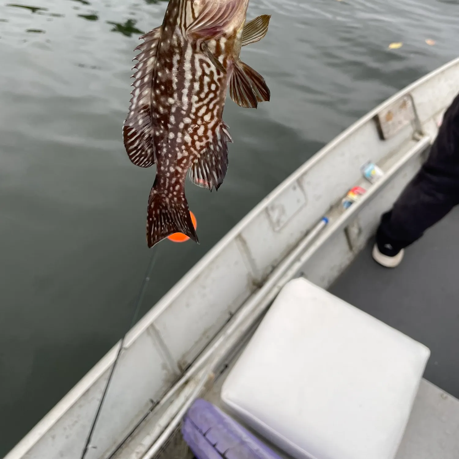 Spotted grouper caught on Fishbrain