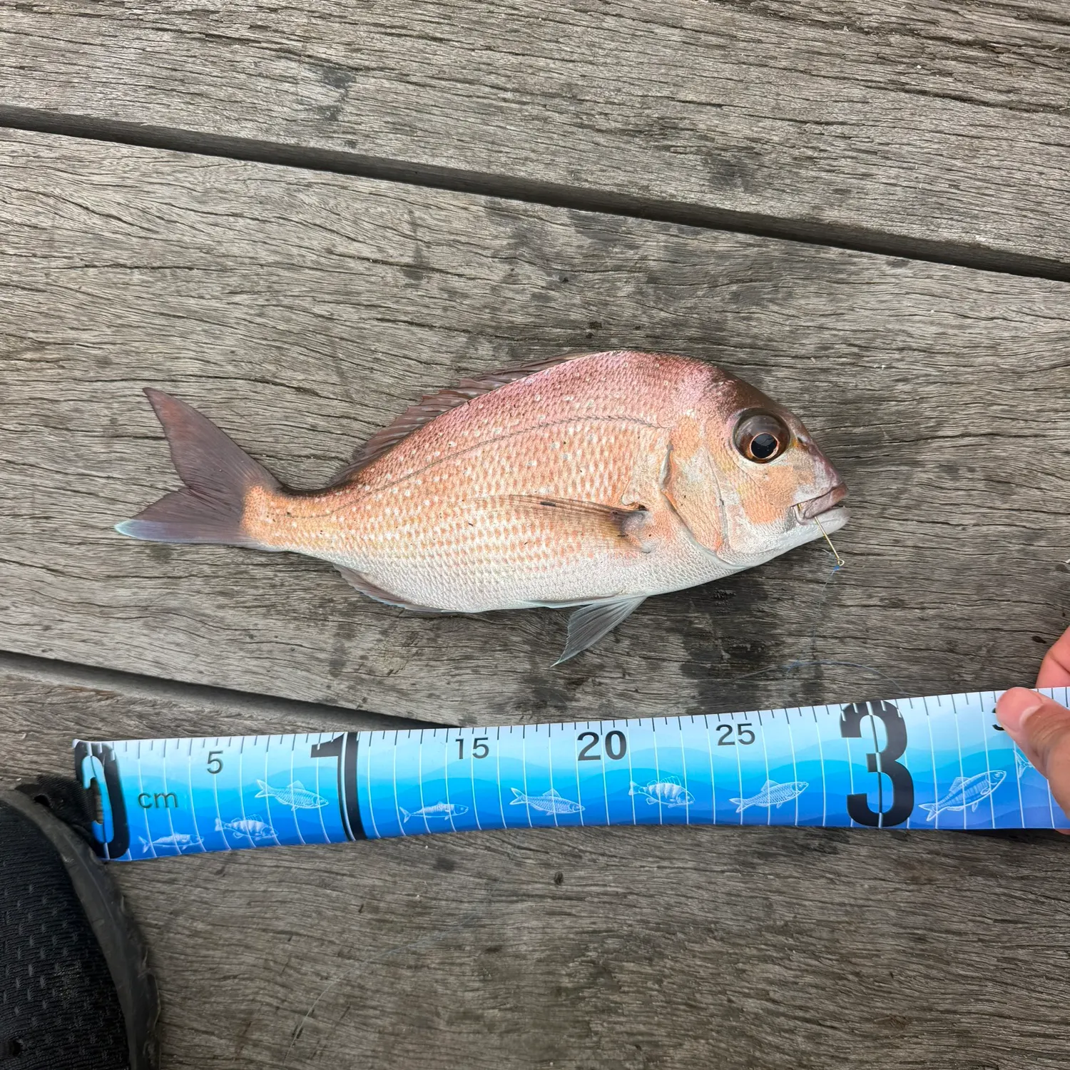 The most recent Australasian snapper catches on Fishbrain