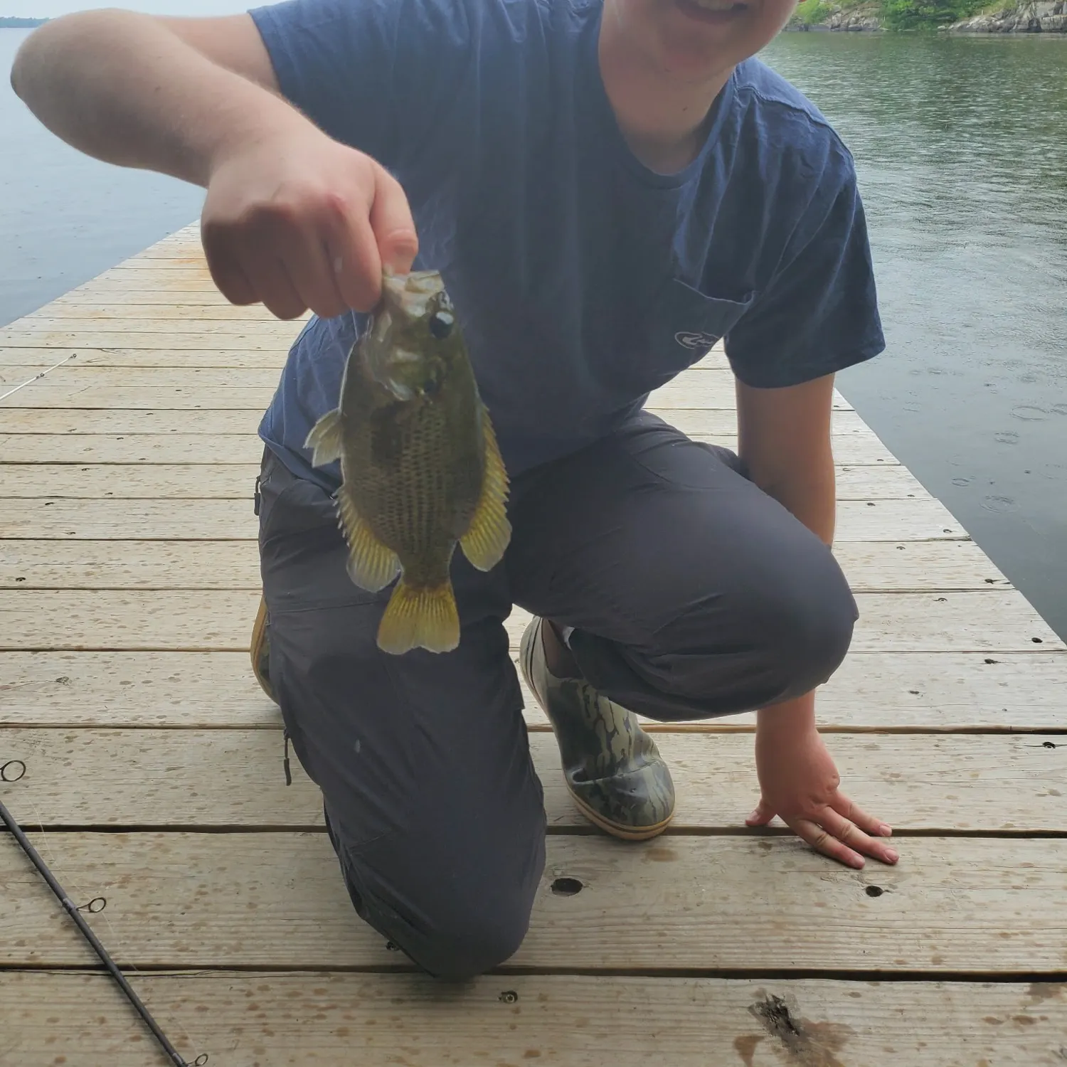 Rock bass caught on Fishbrain