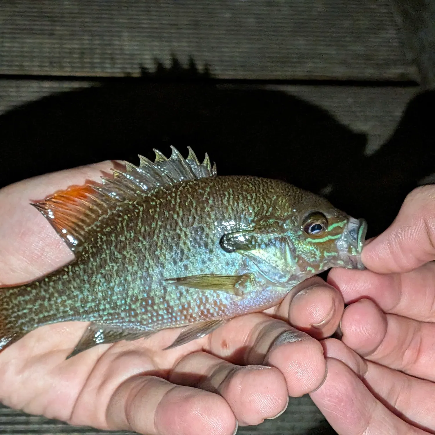 catch