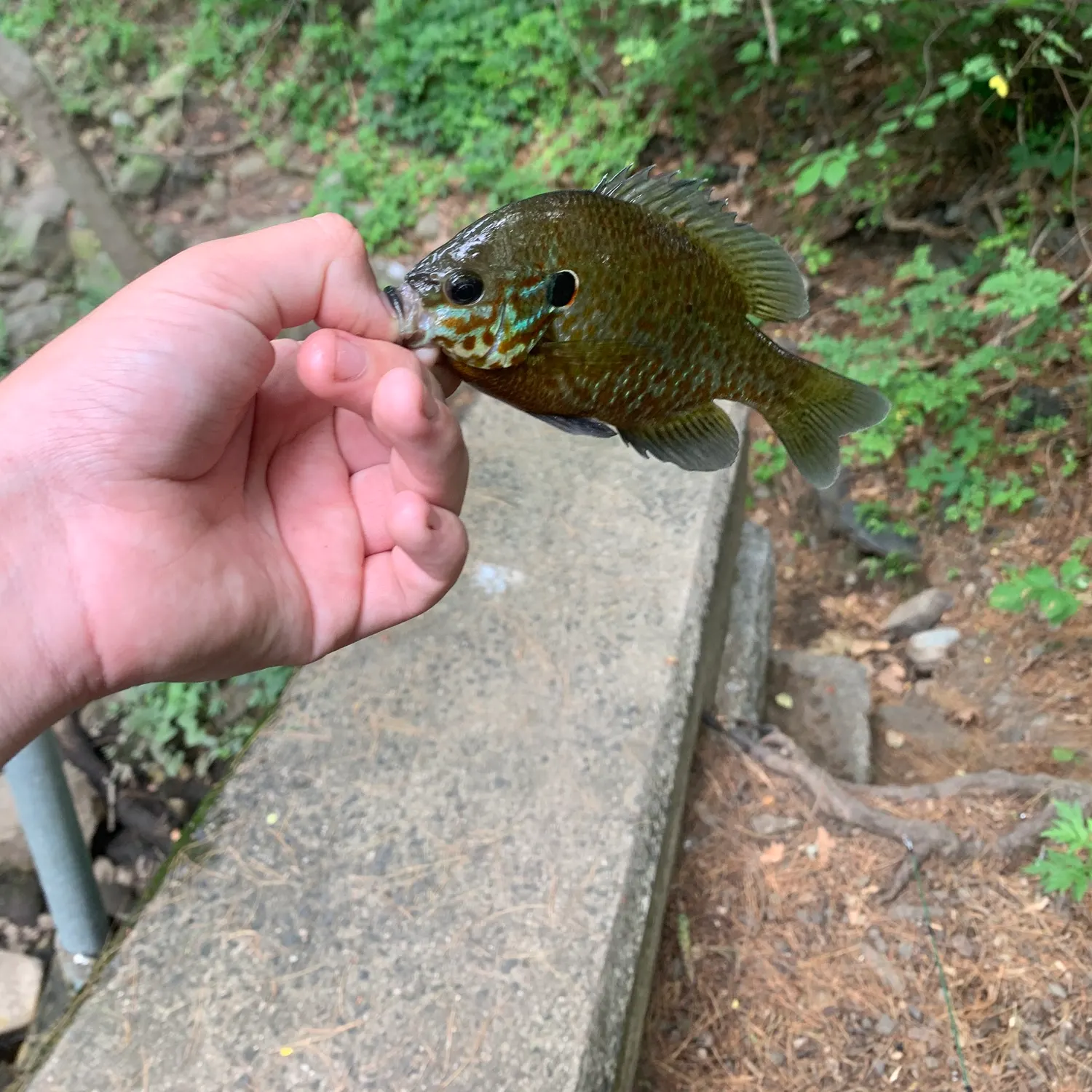 catch