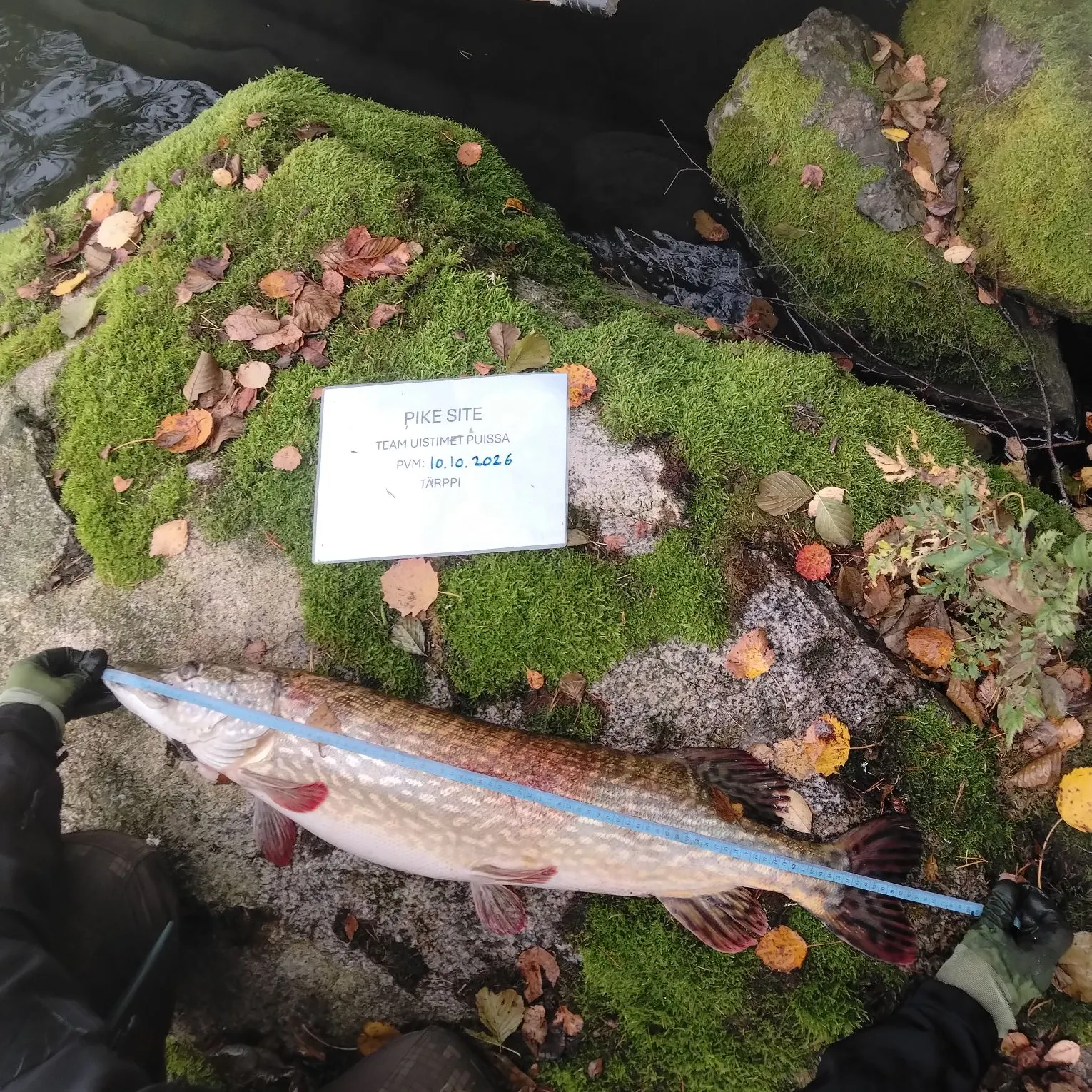 Northern pike caught on Fishbrain