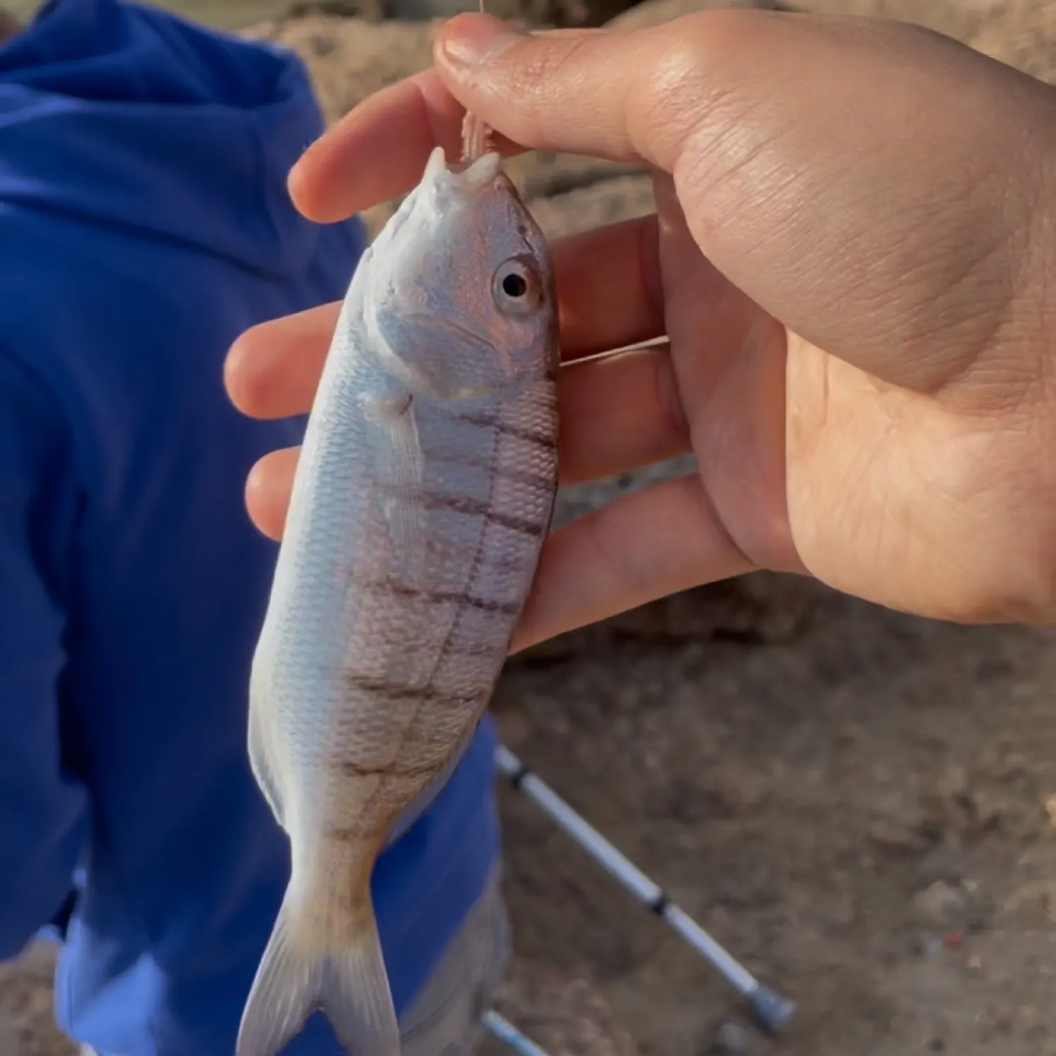 The most popular recent Striped seabream catch on Fishbrain