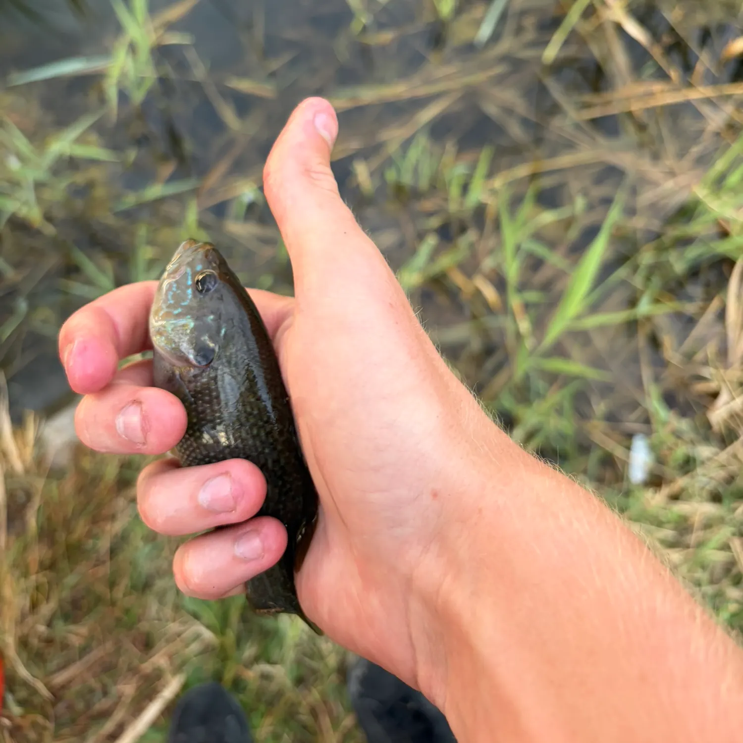 Green sunfish caught on Fishbrain