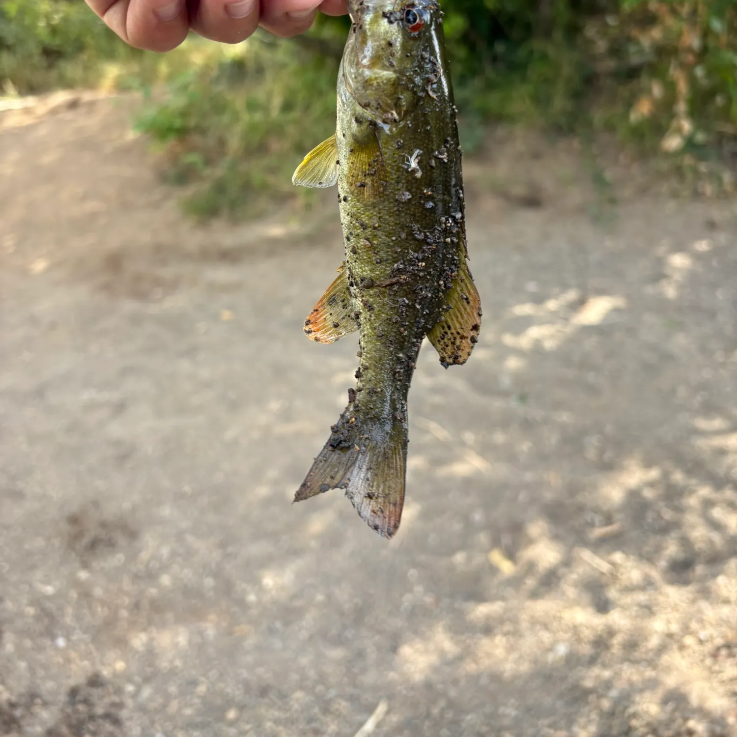 The most recent Smallmouth bass catches on Fishbrain