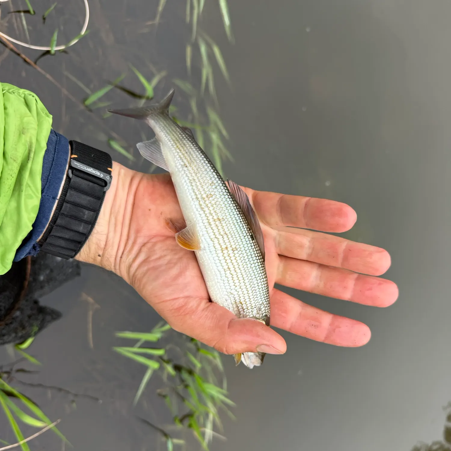 The most recent European grayling catches on Fishbrain