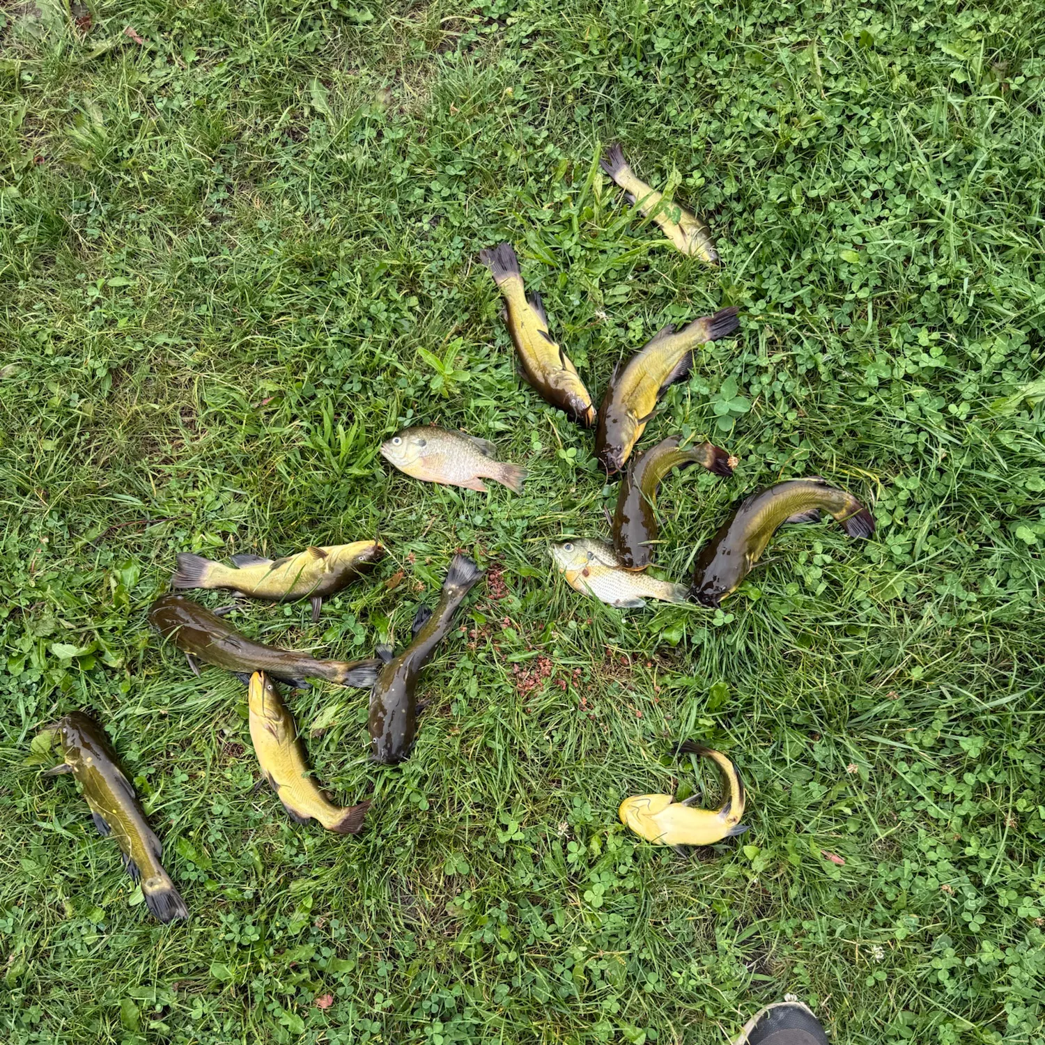 Yellow bullhead caught on Fishbrain
