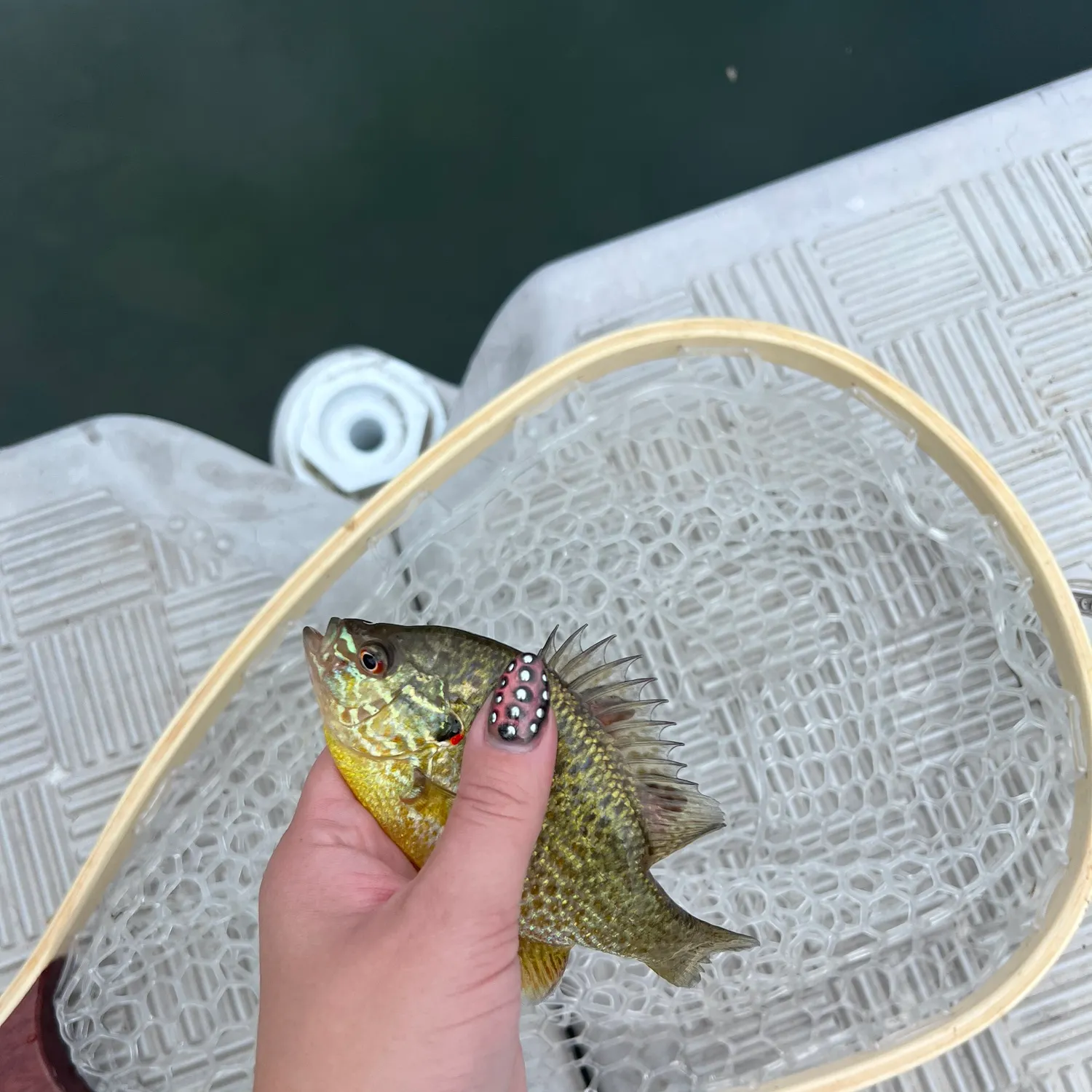 Pumpkinseed caught on Fishbrain