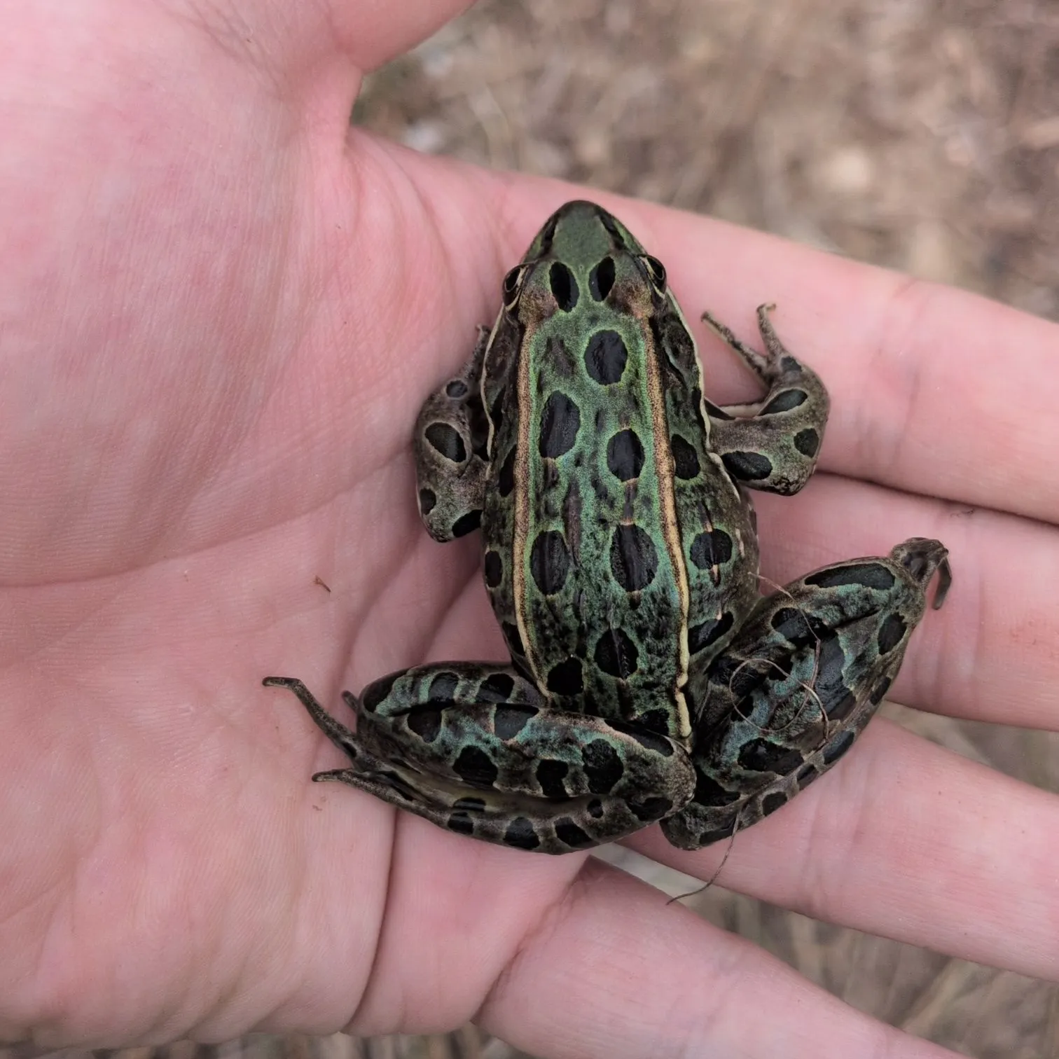 Northern leopard frog caught on Fishbrain