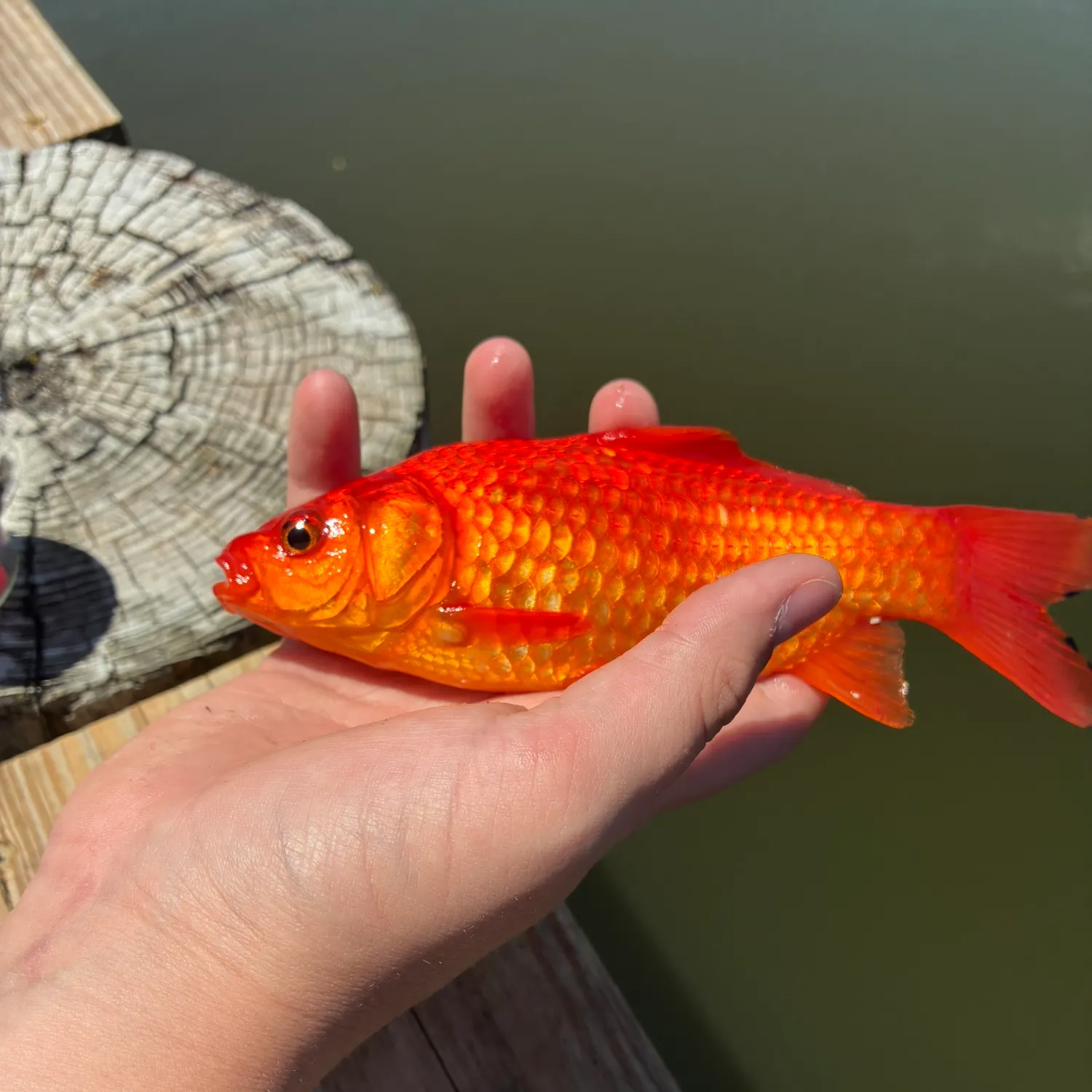 The most recent Goldfish catches on Fishbrain