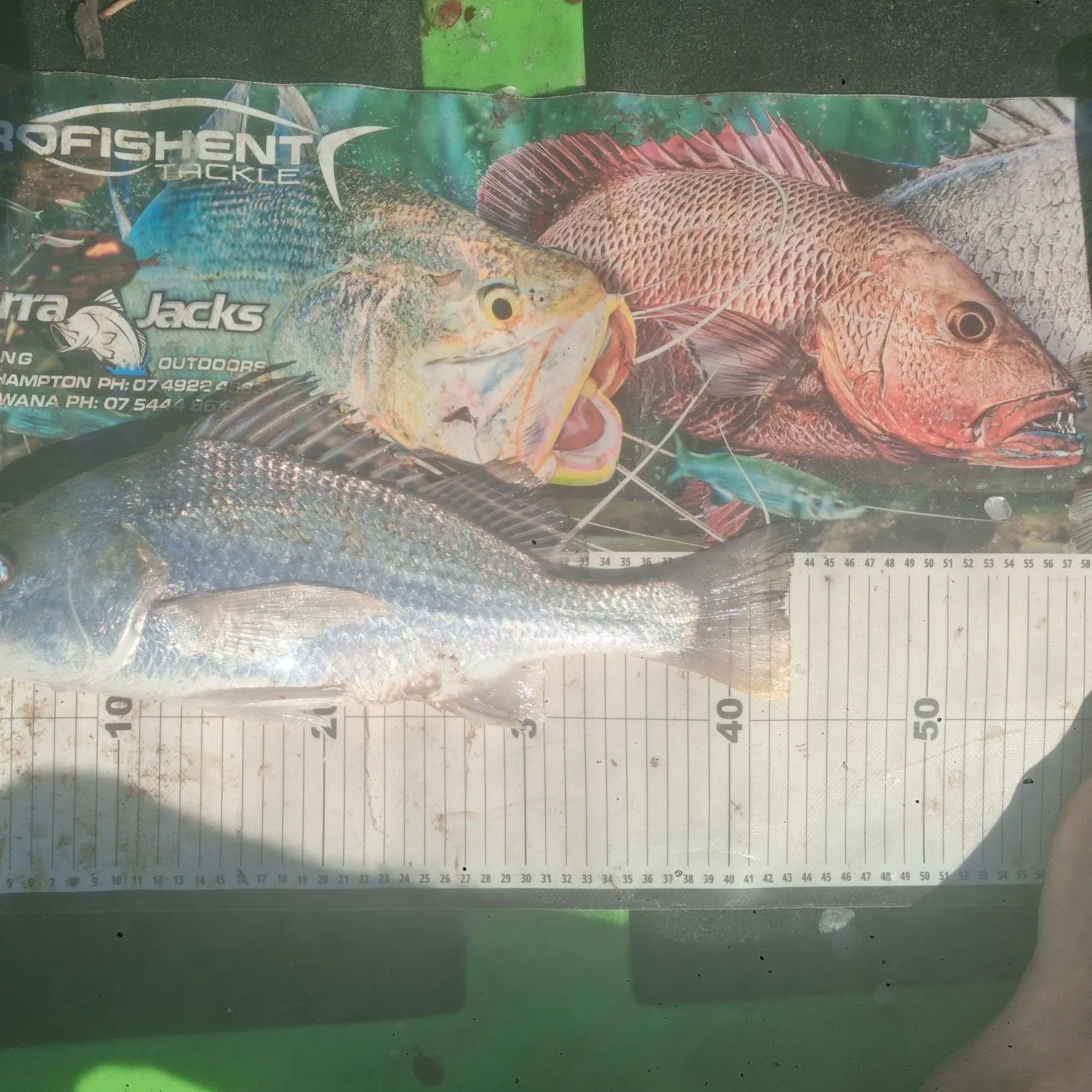 The most recent Javelin grunter catches on Fishbrain