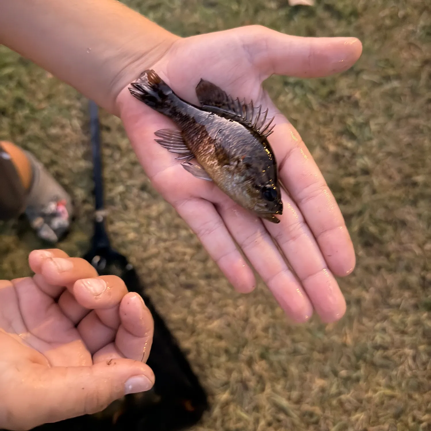Warmouth caught on Fishbrain