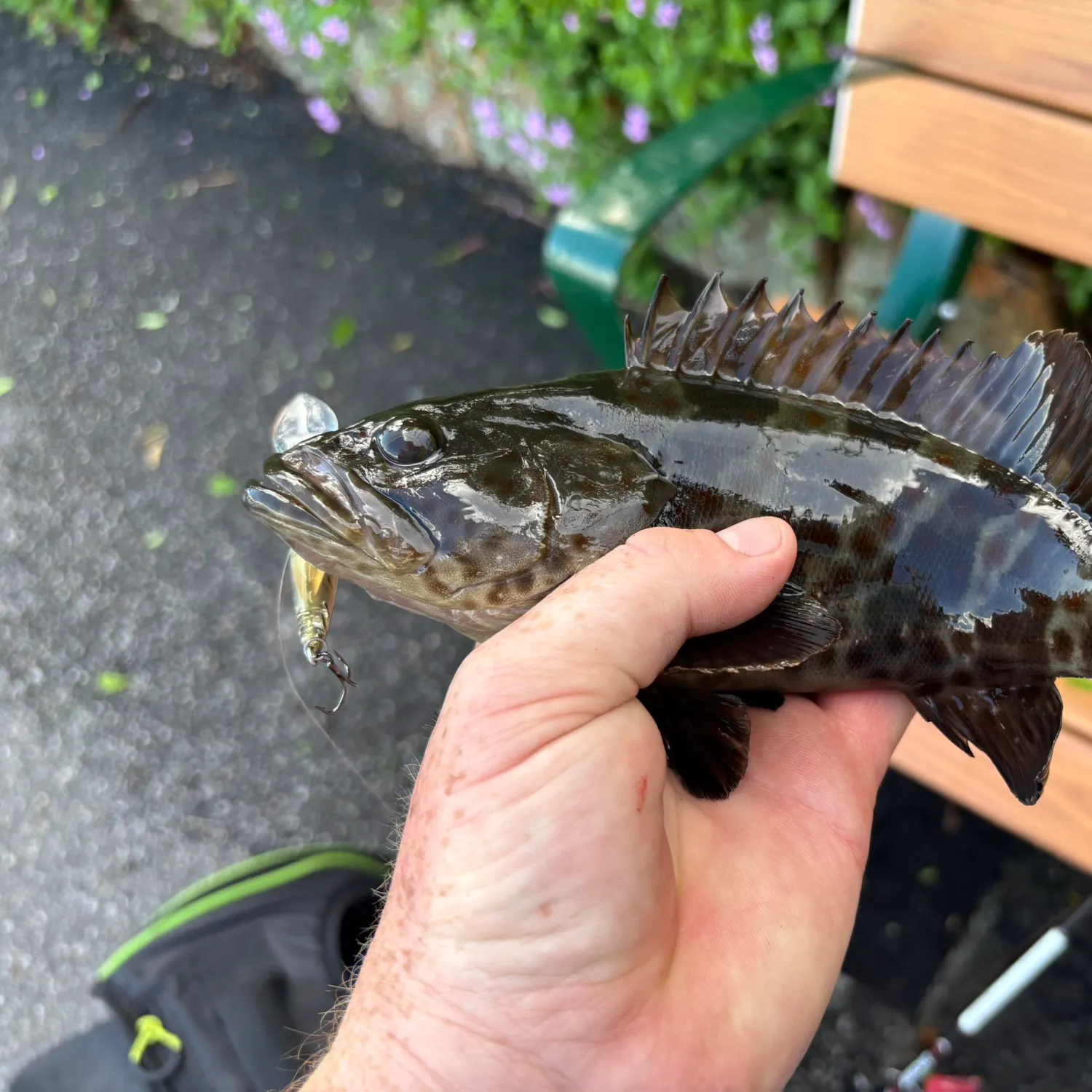 The most recent Orange-spotted grouper catches on Fishbrain
