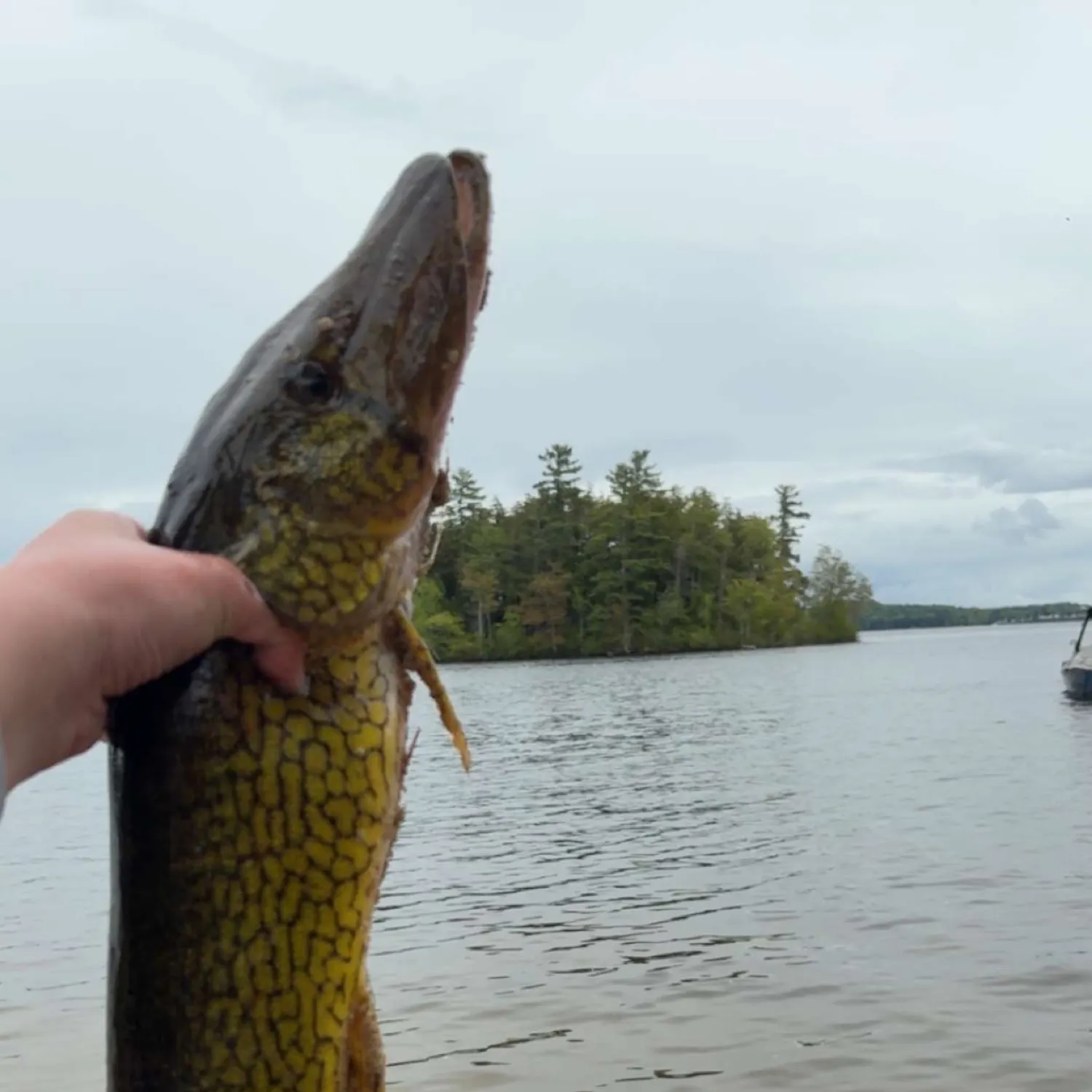 angler catch