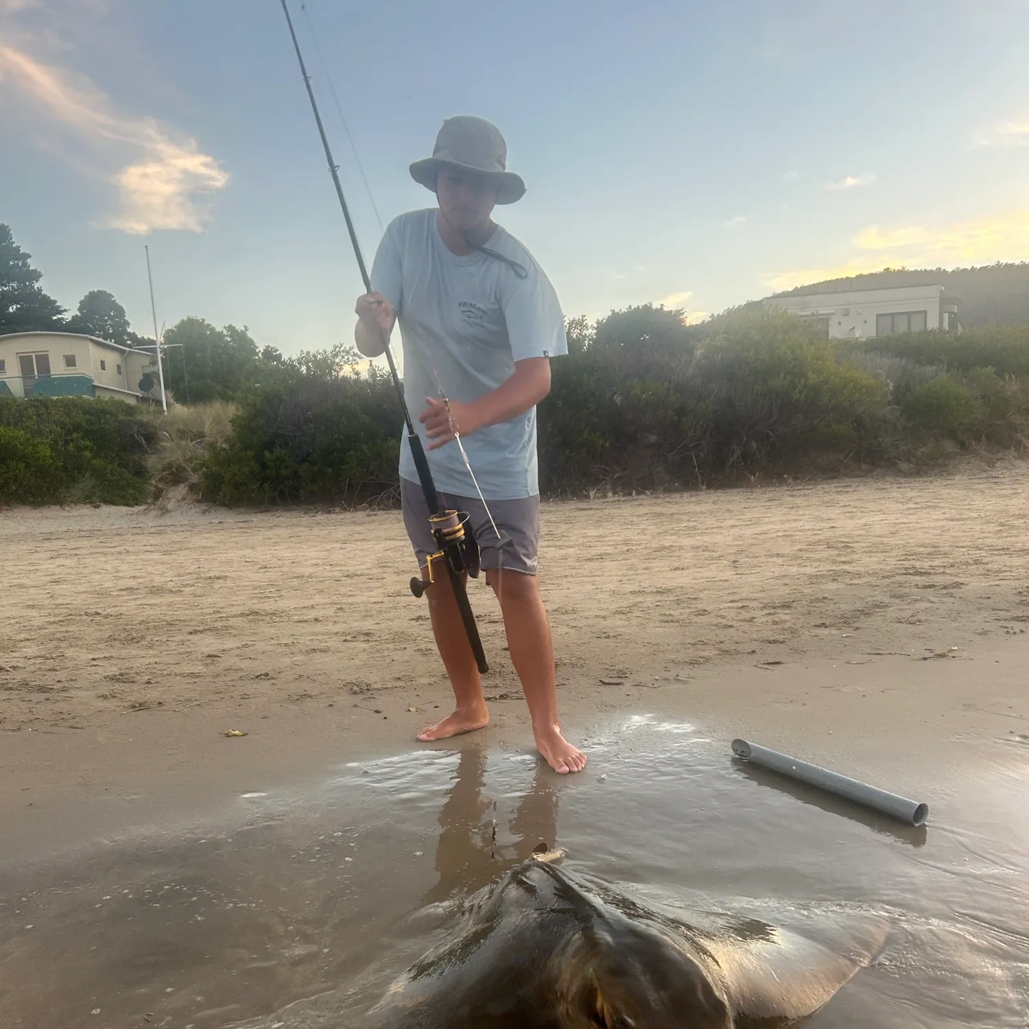 The most recent Australian bull ray catches on Fishbrain