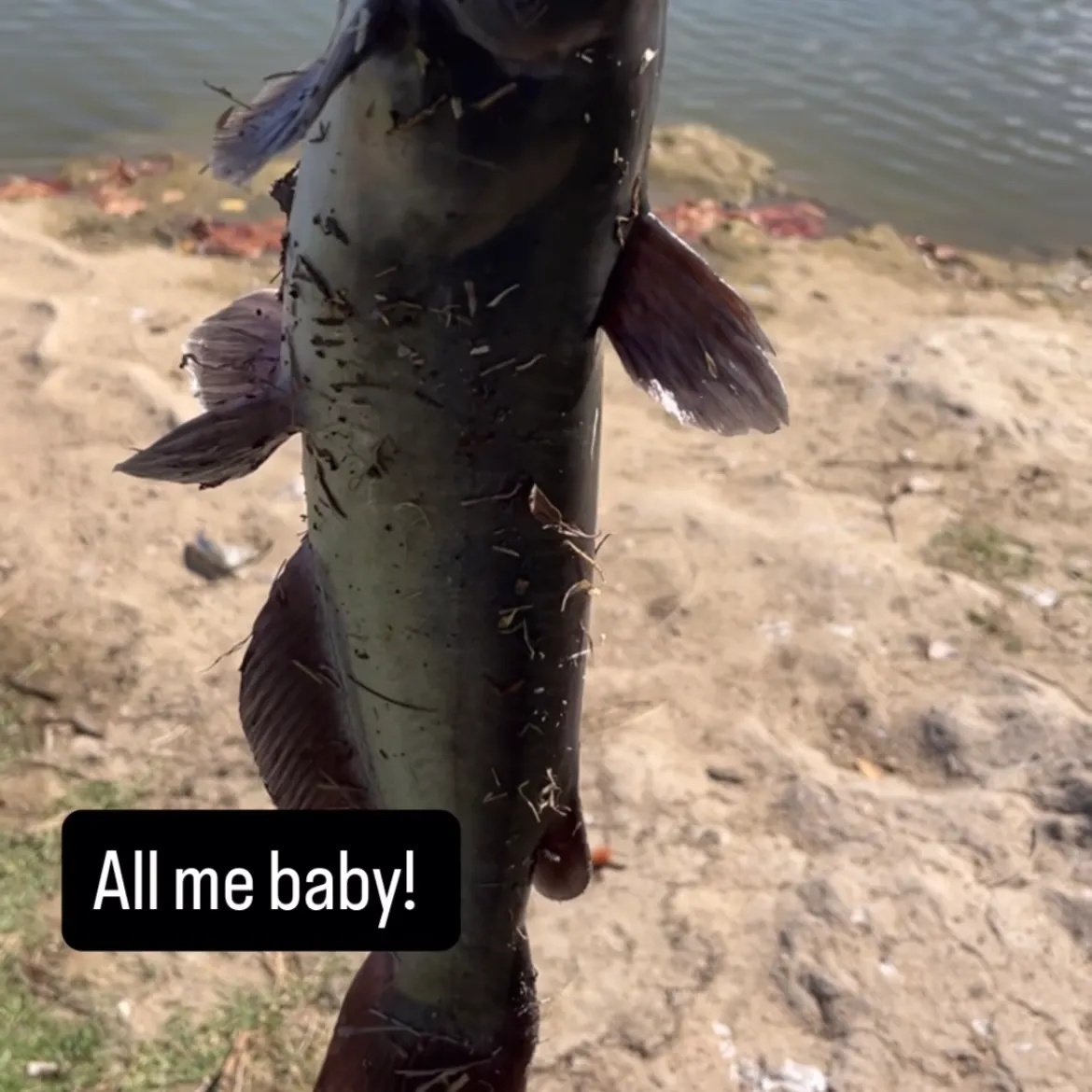 Channel catfish caught on Fishbrain