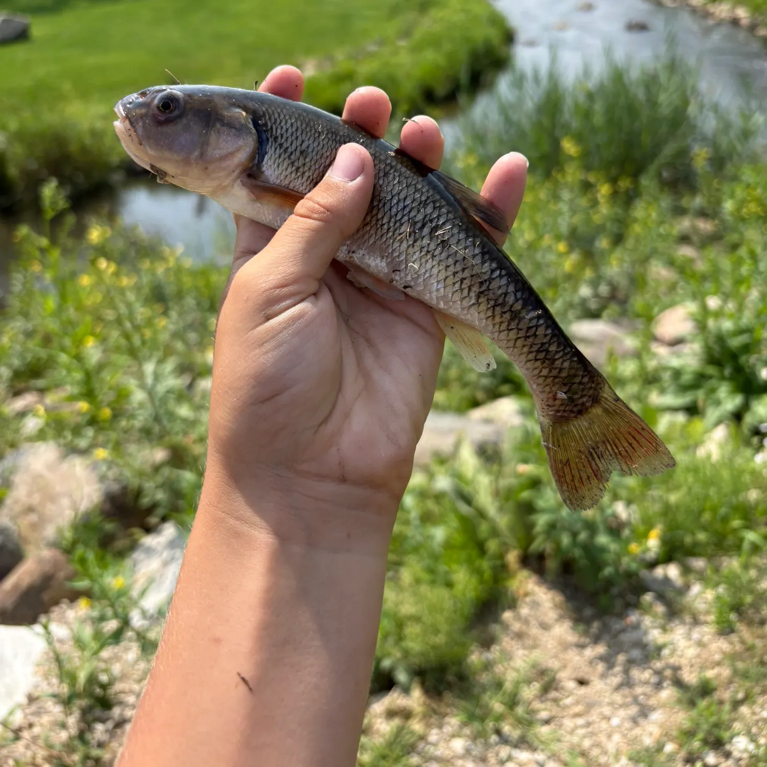 Creek chub caught on Fishbrain