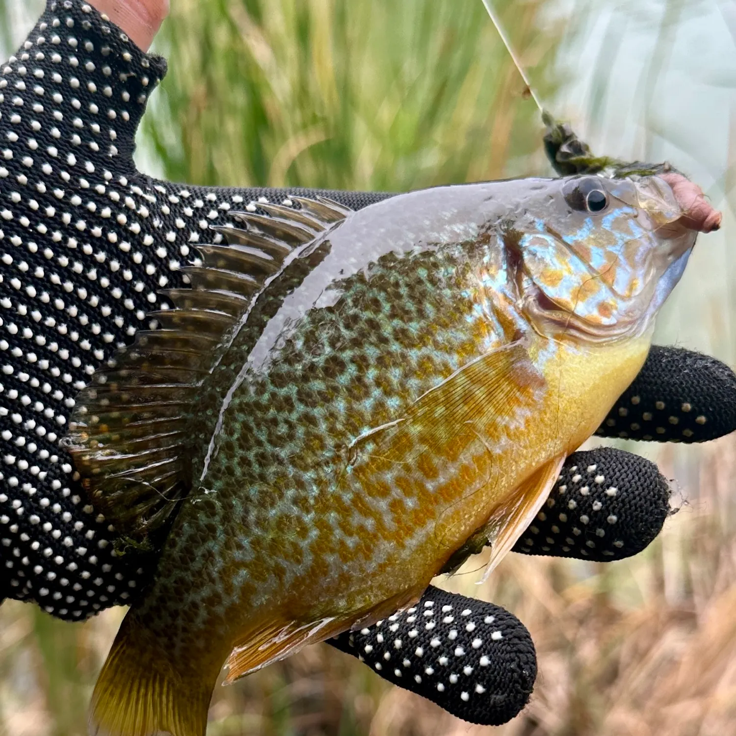 The most recent Pumpkinseed x green sunfish catches on Fishbrain