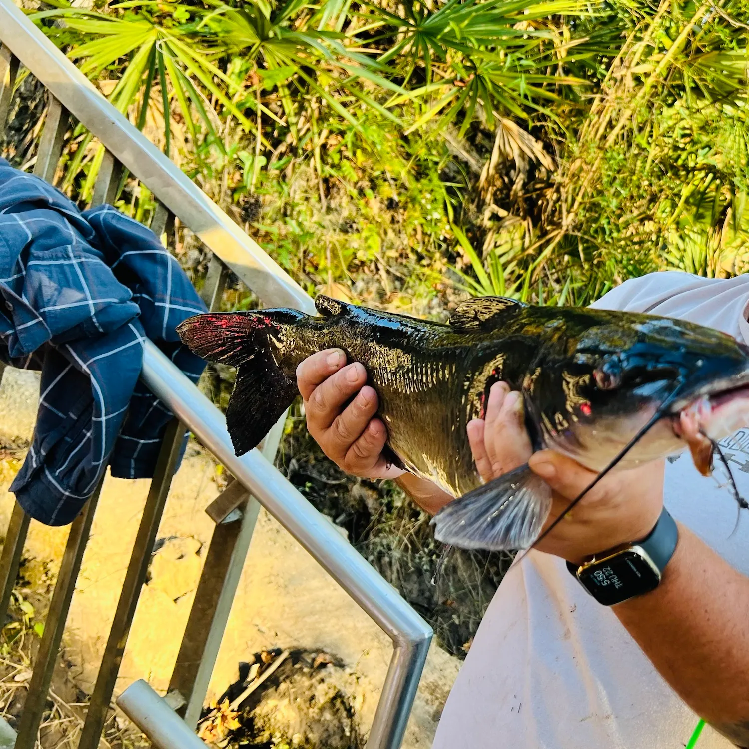 Black bullhead caught on Fishbrain