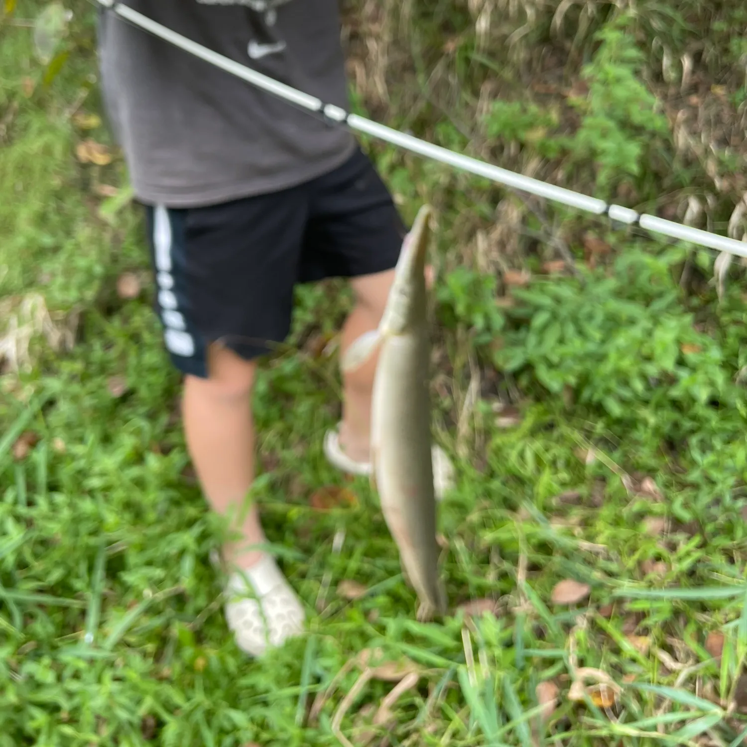 The most recent Shortnose gar catches on Fishbrain