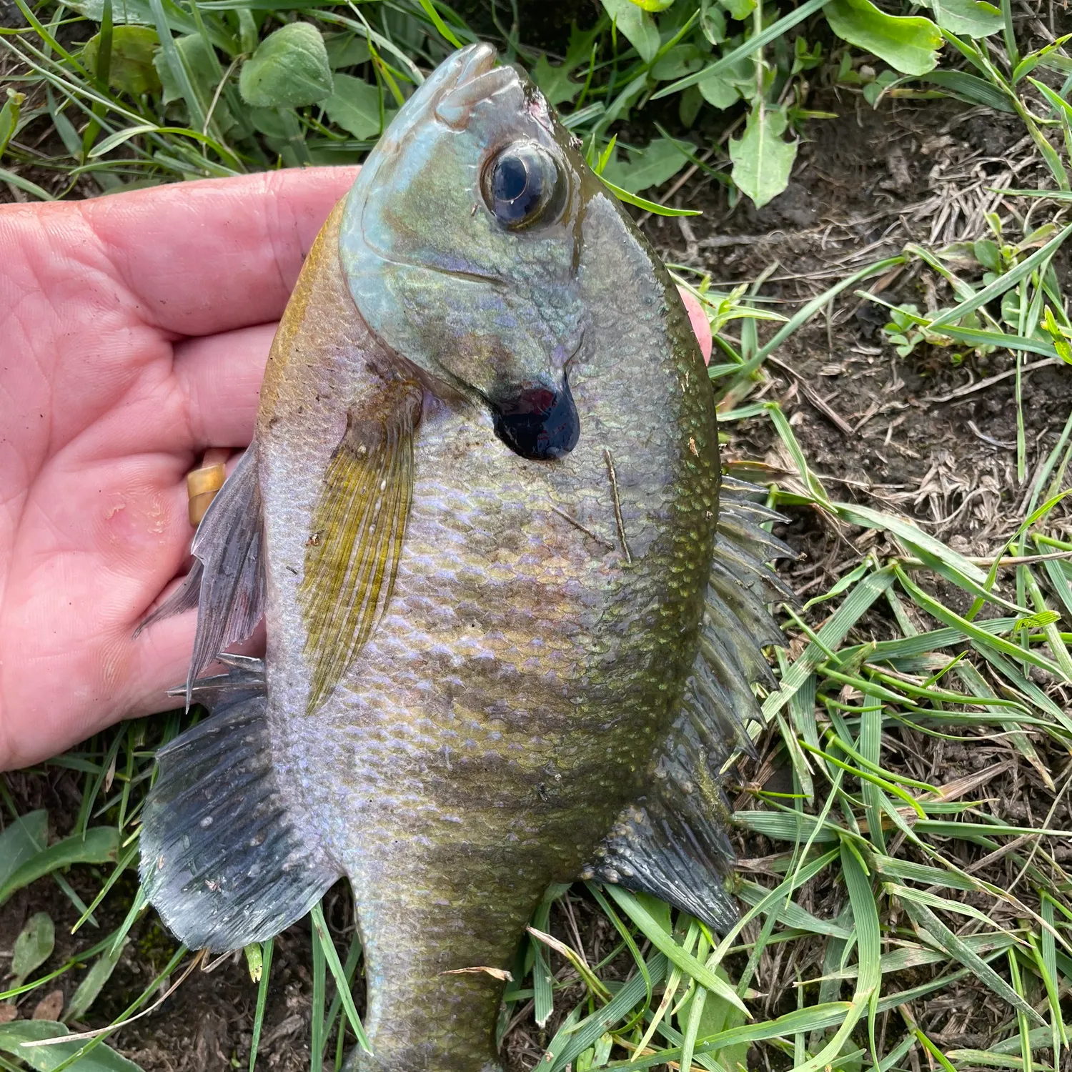 Bluegill caught on Fishbrain