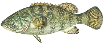 Atlantic goliath grouper