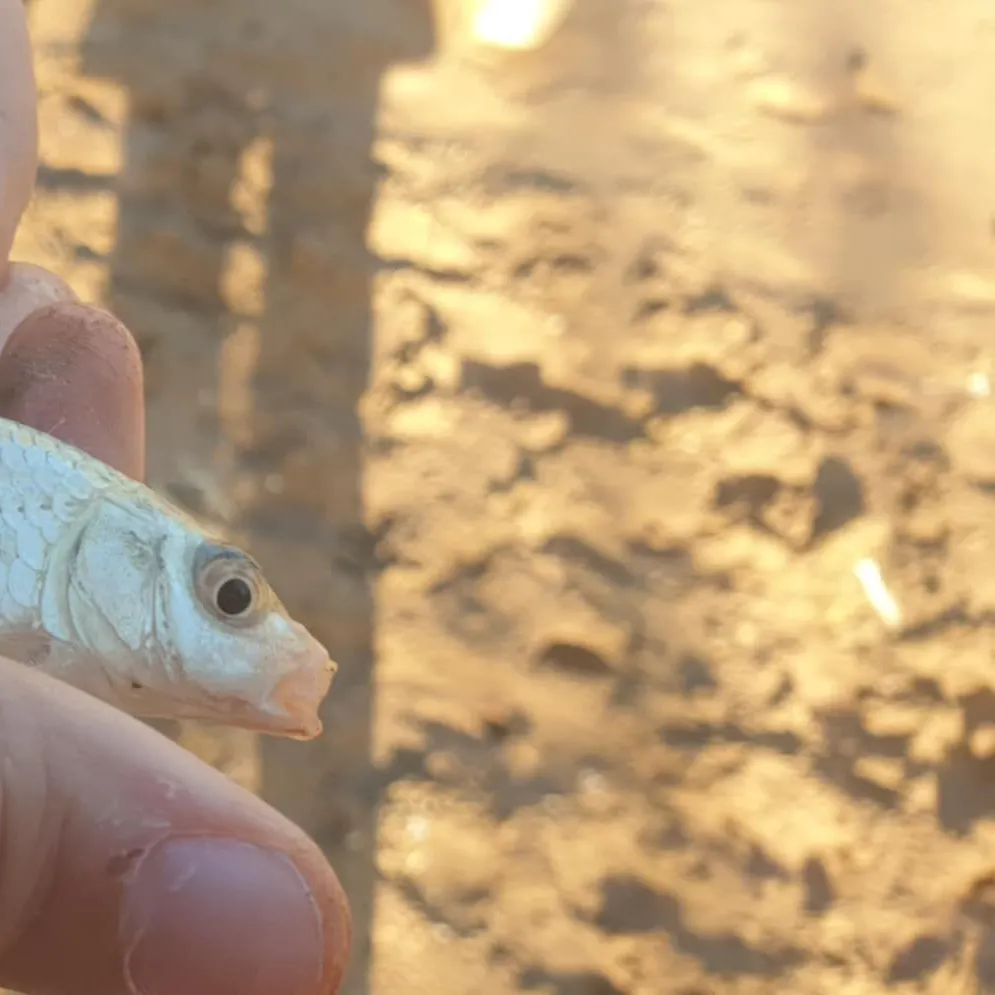 The most recent Common roach catches on Fishbrain