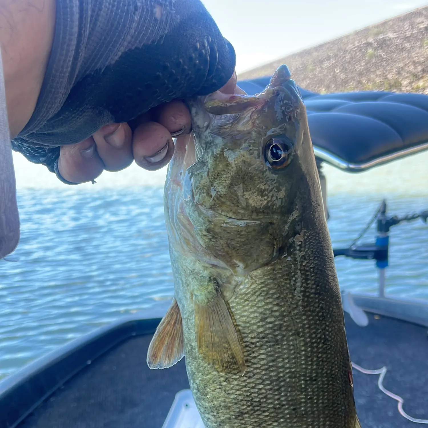 Smallmouth bass caught on Fishbrain