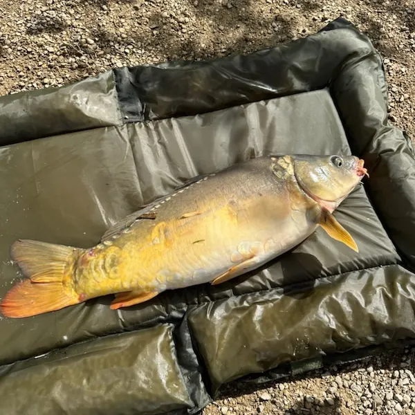 Mirror carp caught on Fishbrain