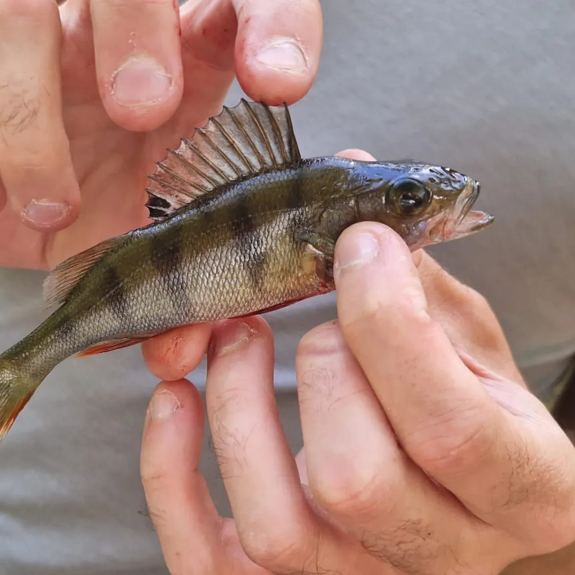 European perch caught on Fishbrain