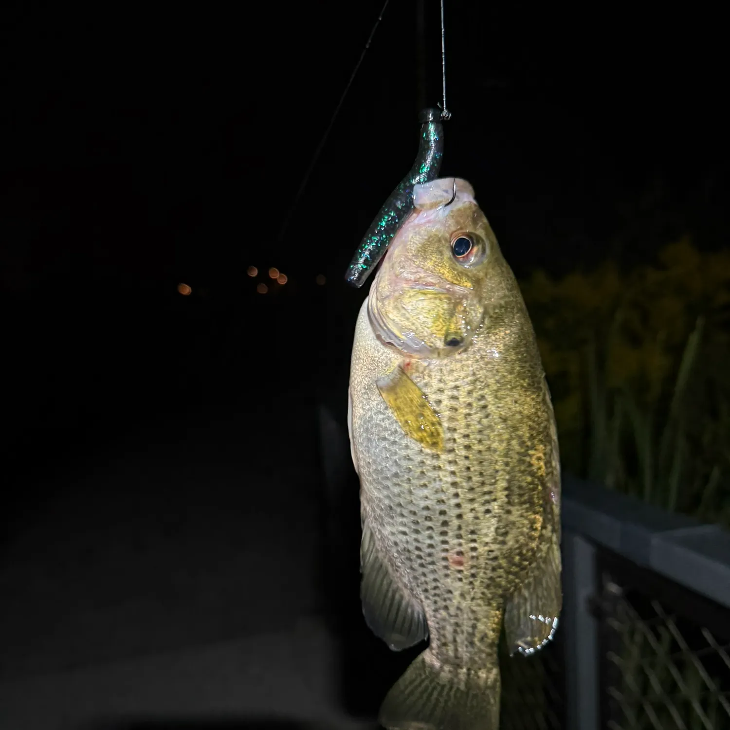 Rock bass caught on Fishbrain