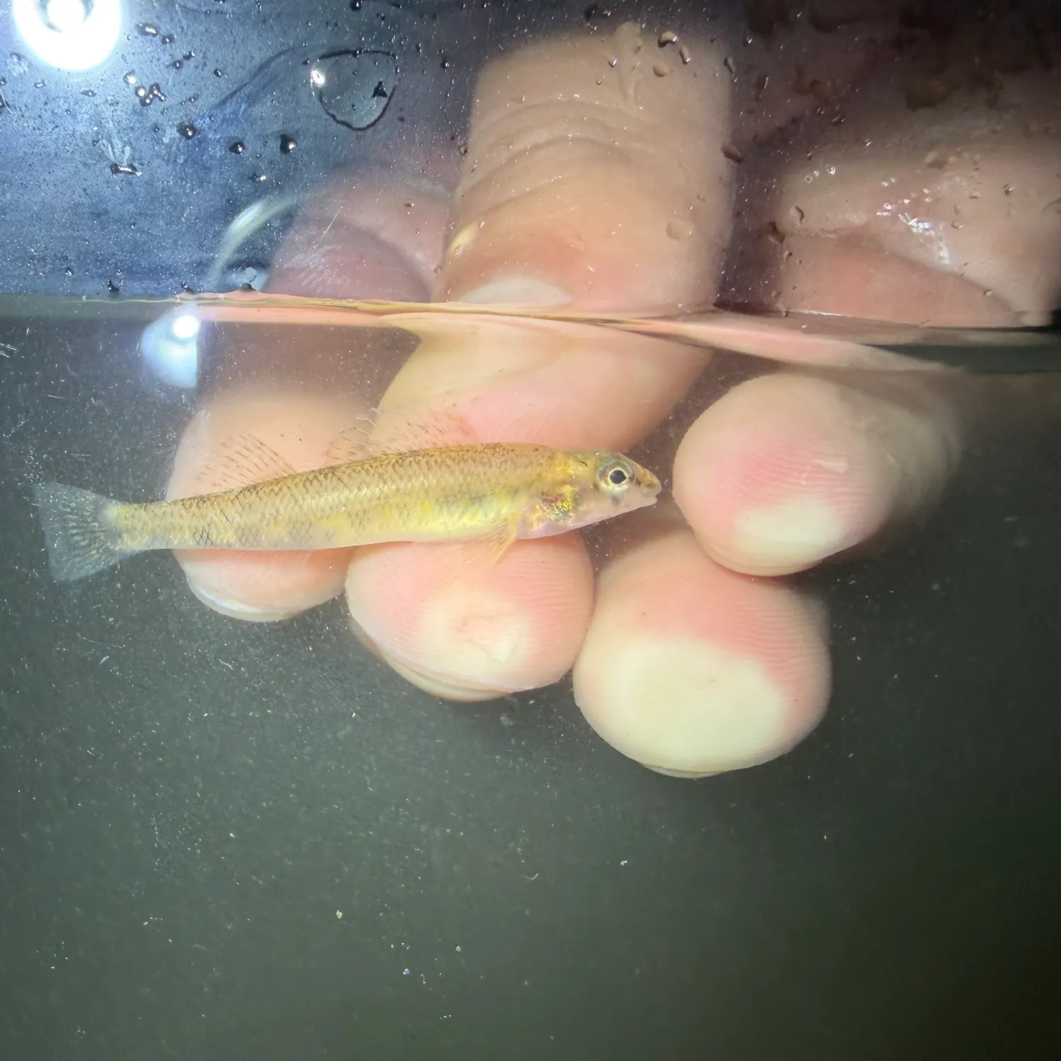 The most recent Blueside darter catches on Fishbrain
