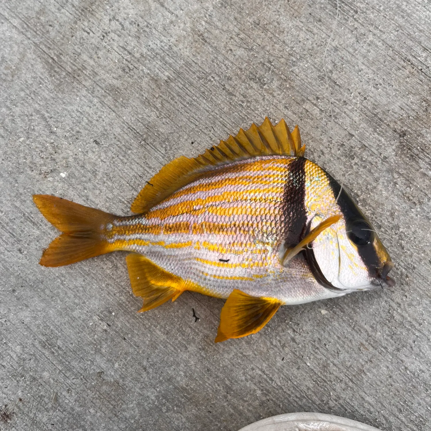 Atlantic porkfish caught on Fishbrain
