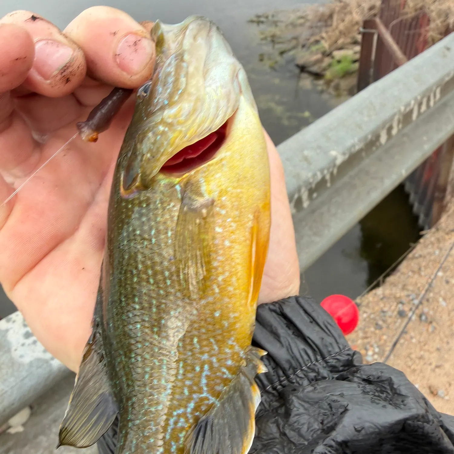 Green sunfish caught on Fishbrain