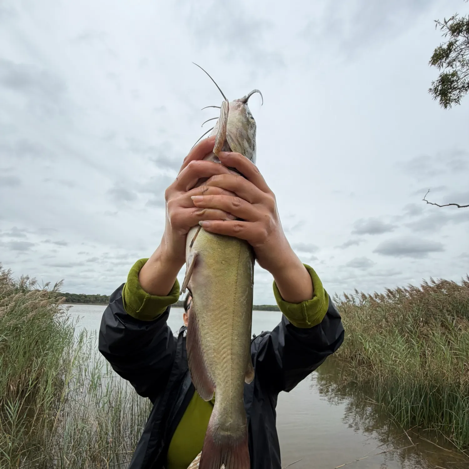 Channel catfish caught on Fishbrain