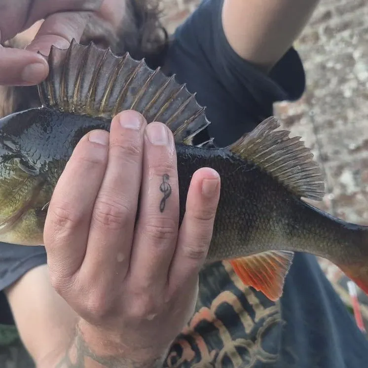 European perch caught on Fishbrain