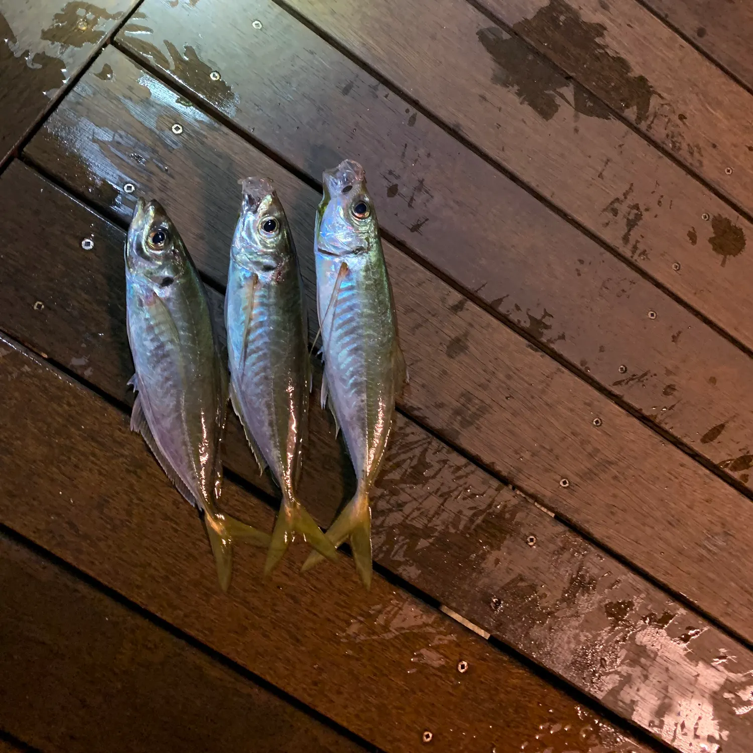 The most recent Yellowtail scad catches on Fishbrain