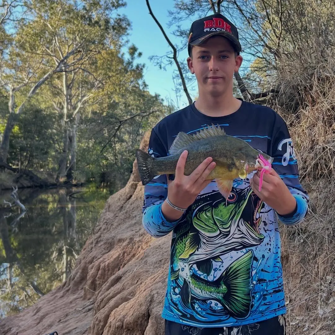 The most recent Golden perch catches on Fishbrain