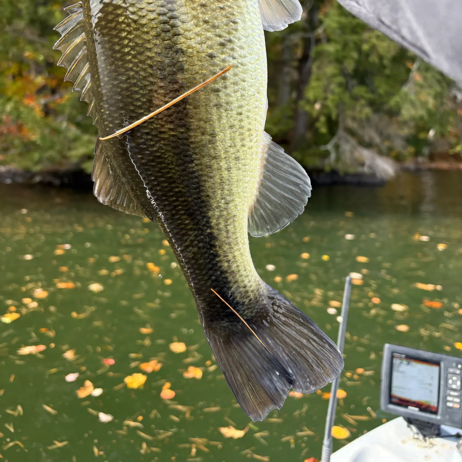 Largemouth bass caught on Fishbrain
