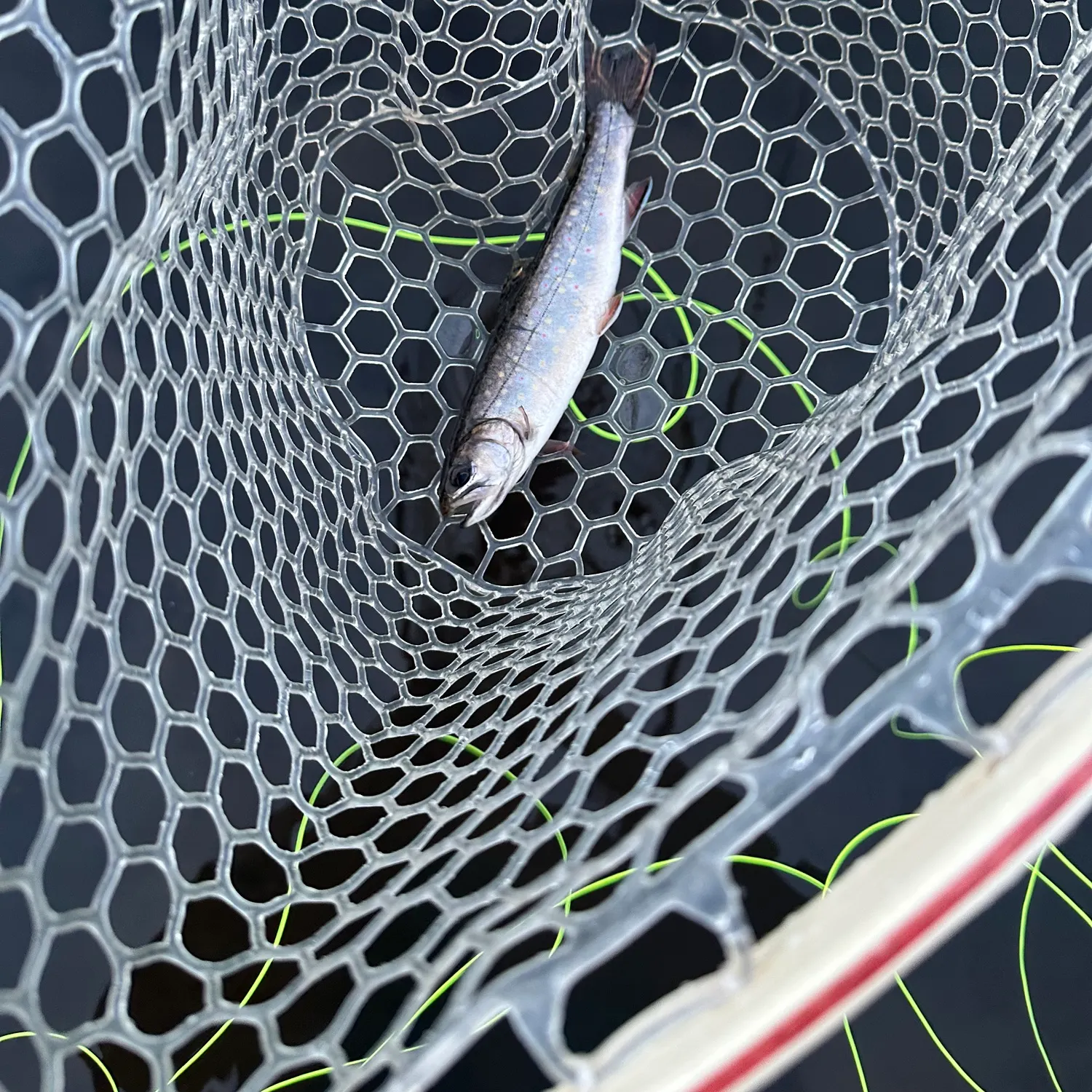 The most recent Atlantic herring catches on Fishbrain