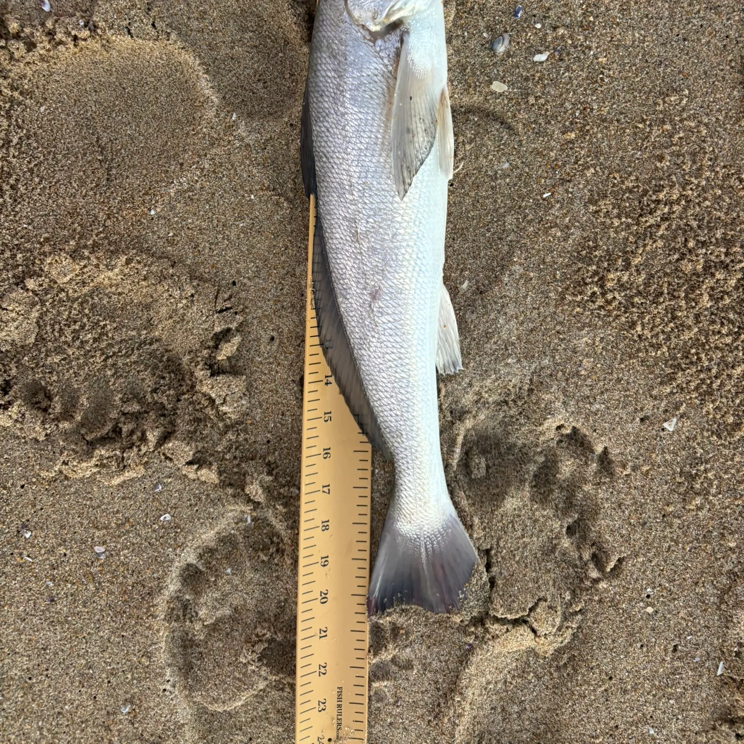 California corbina caught on Fishbrain
