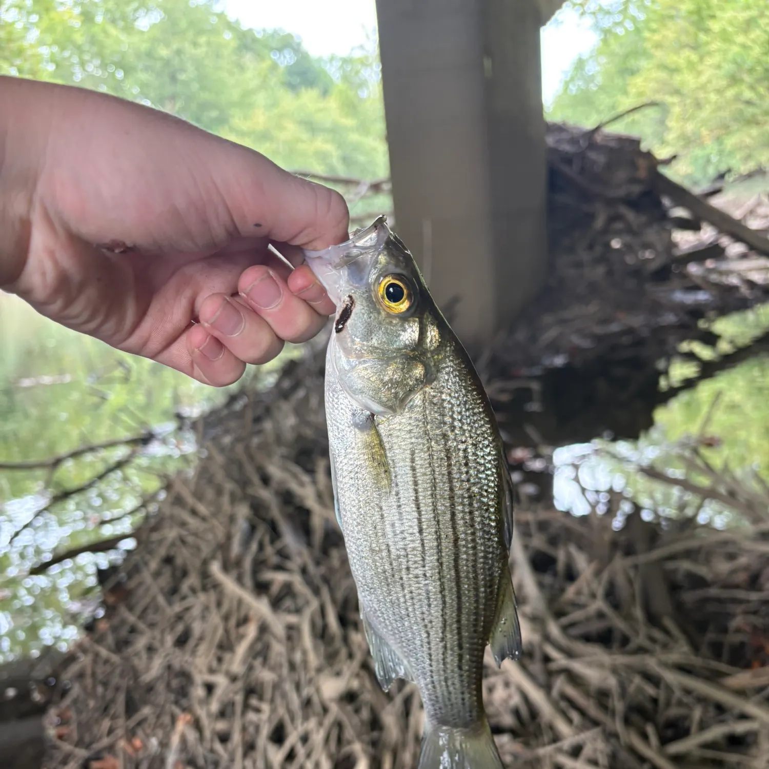 White bass caught on Fishbrain
