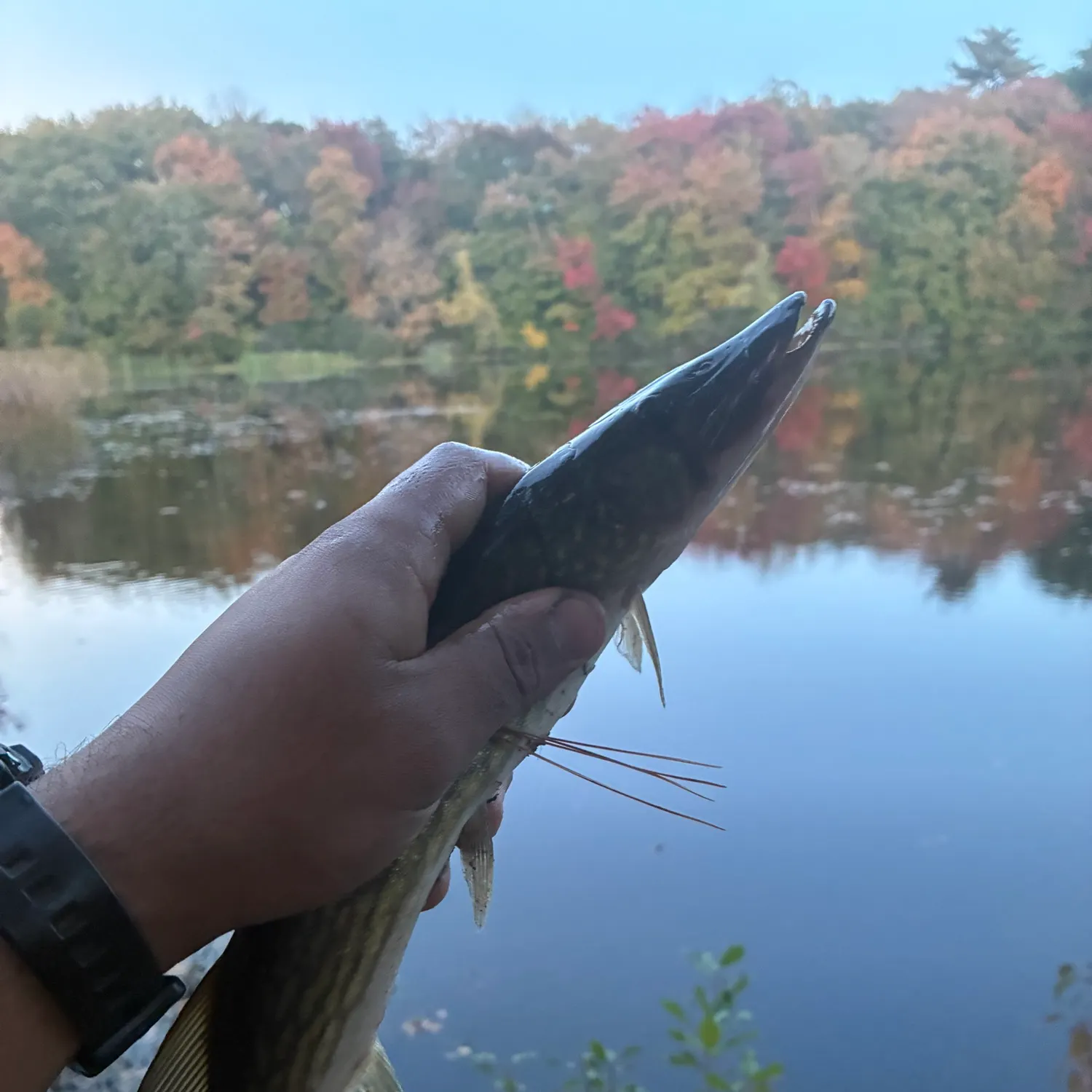 Chain pickerel caught on Fishbrain