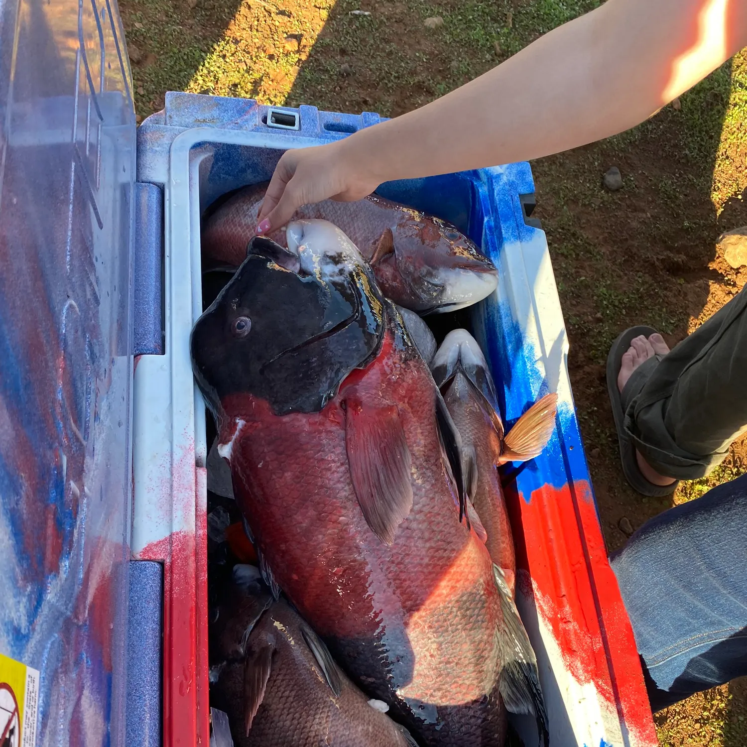 The most recent California sheephead catches on Fishbrain